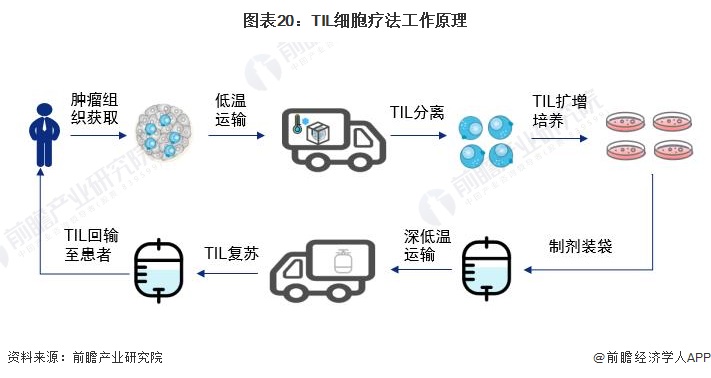 图表20：TIL细胞疗法工作原理