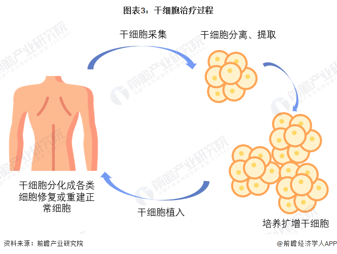 图表3：干细胞治疗过程