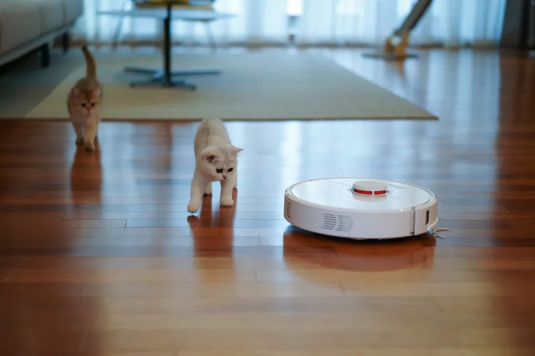 white short coated small dog on brown wooden floor