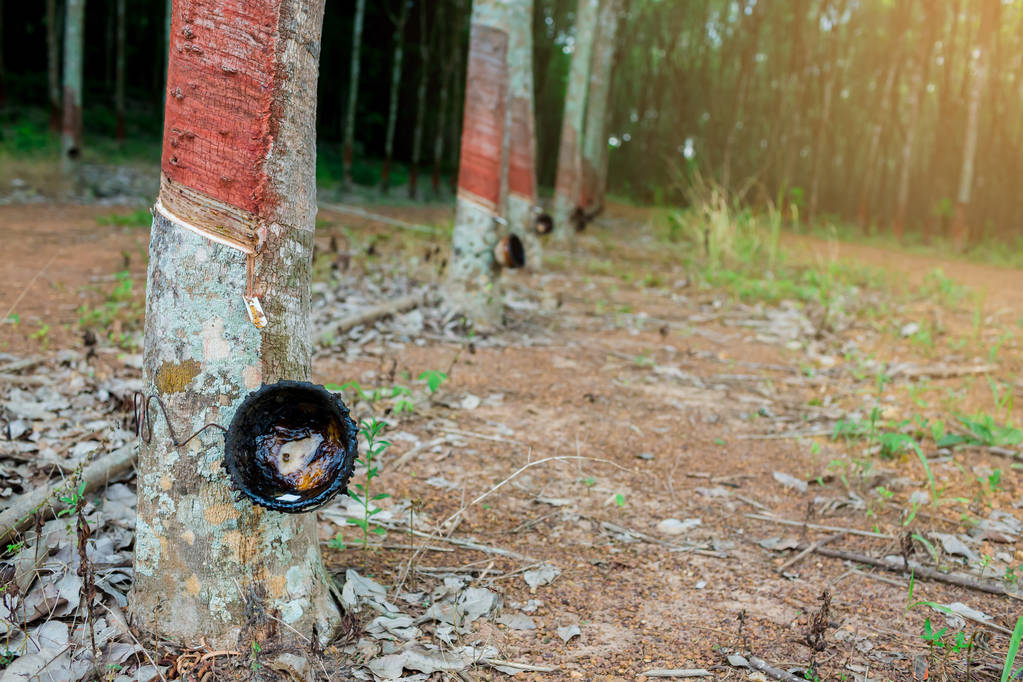 短期外部影响减弱 橡胶期货或维持震荡运行