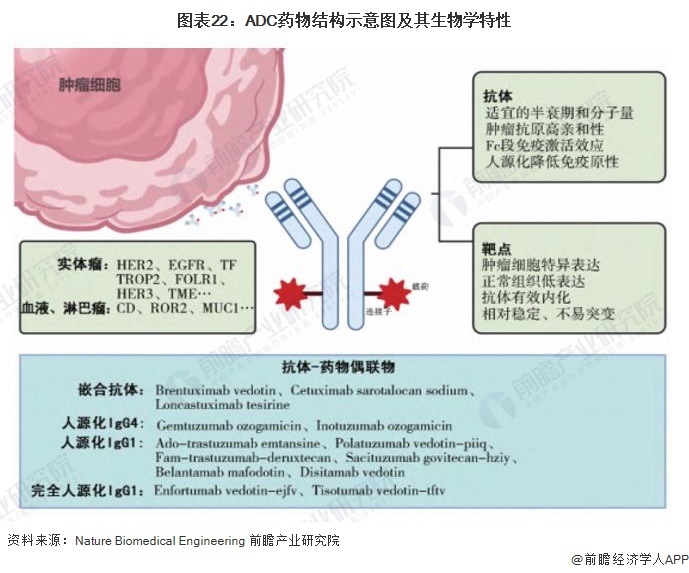 图表22：ADC药物结构示意图及其生物学特性