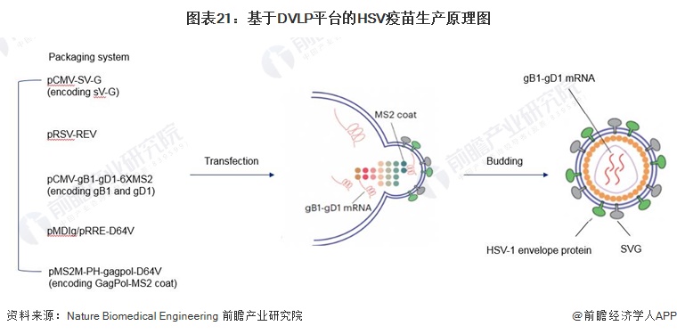 图表21：基于DVLP平台的HSV疫苗生产原理图