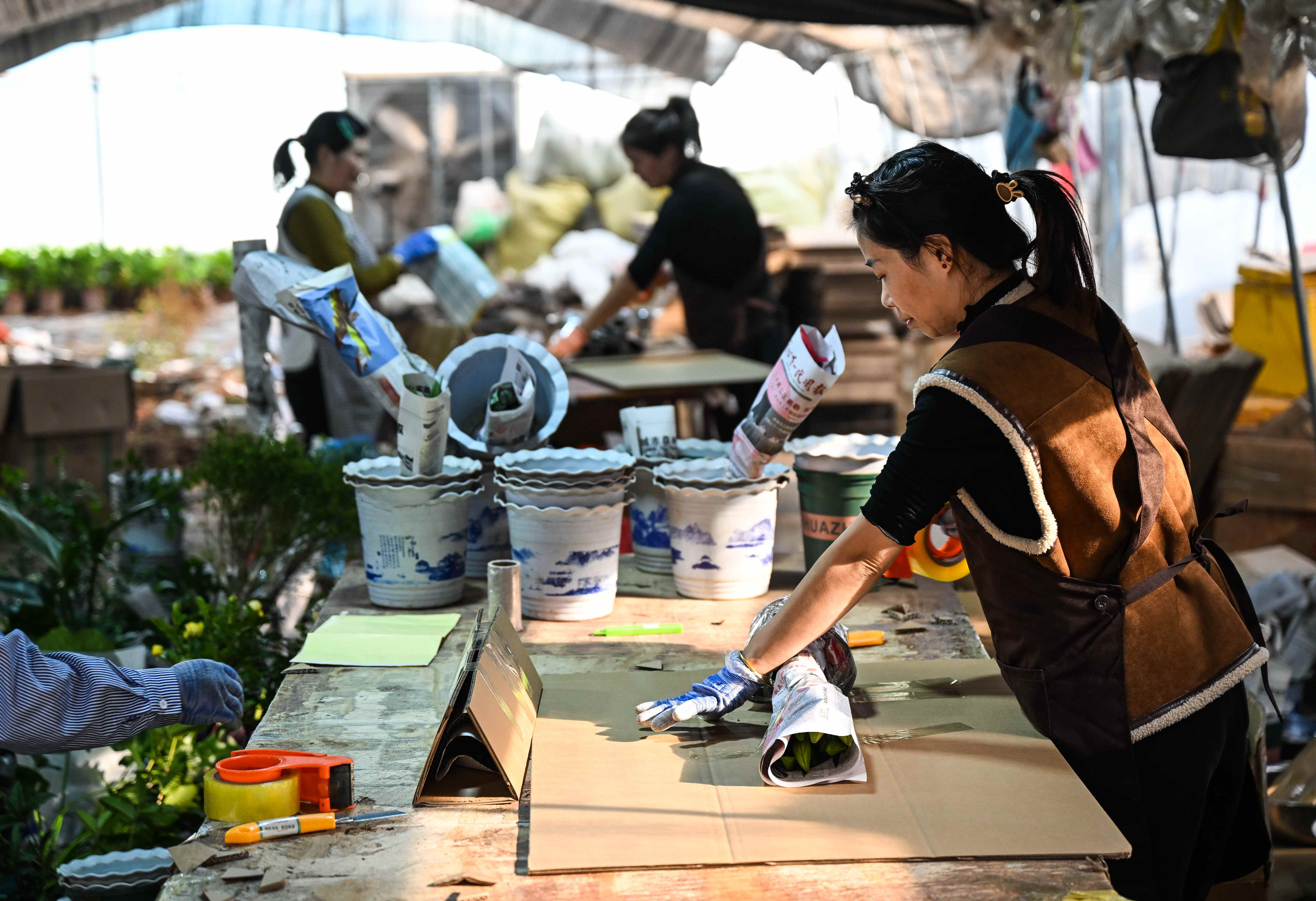 11月16日，在沭阳县颜集镇堰下村幸福花海电商直播基地，花农在包装花卉。.jpg