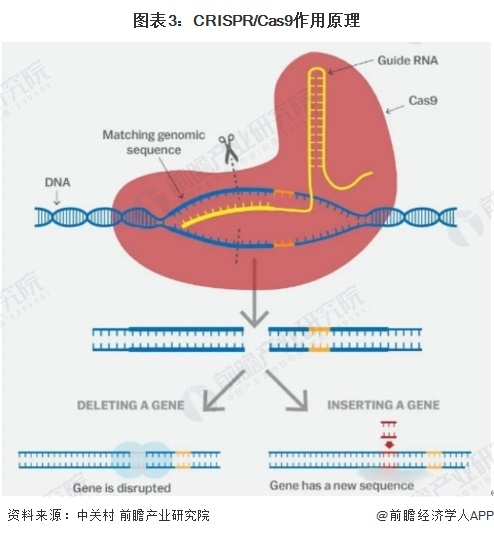 图表3：CRISPR/Cas9作用原理