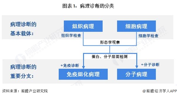 图表1：病理诊断的分类