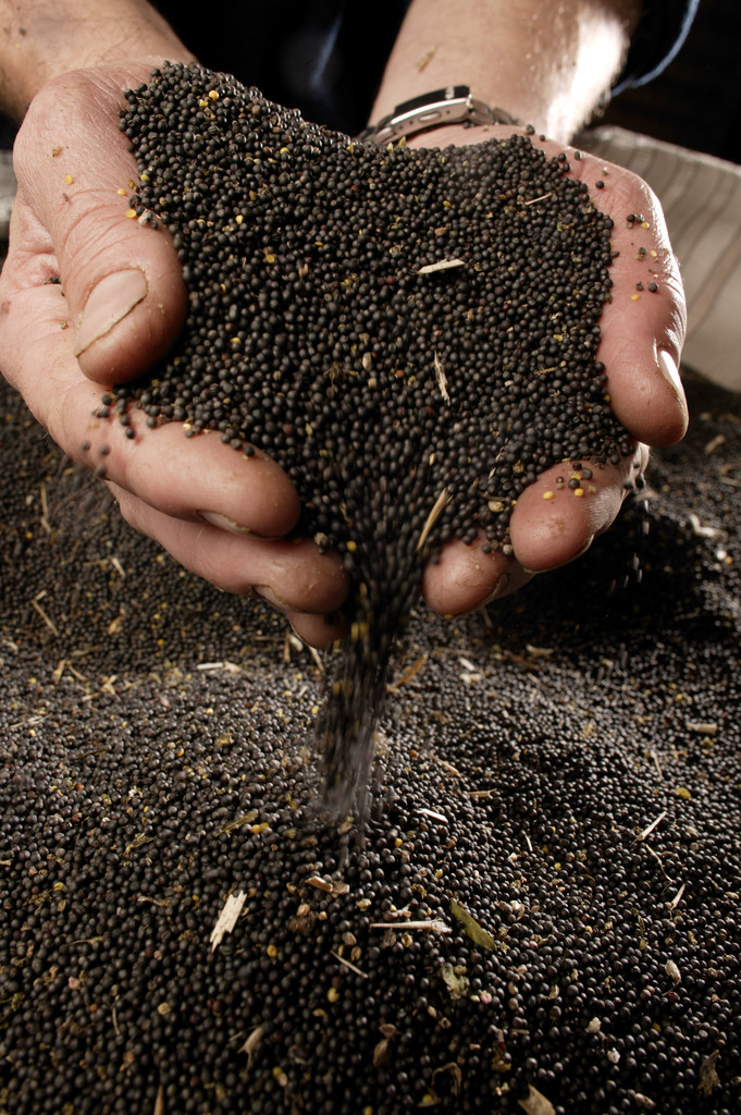 3期间菜籽粕现货先涨后跌.